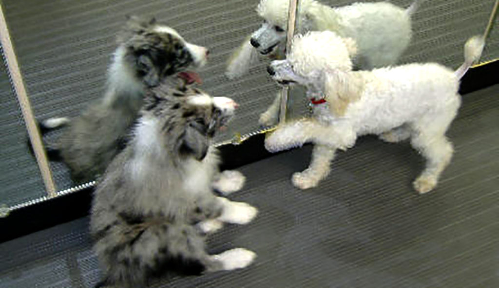 Puppy Class (6 Months & Under) - Teamworks Dog Training llc