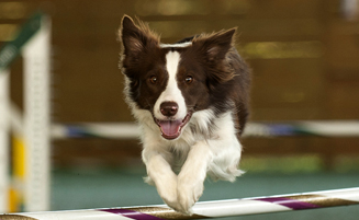 Teamworks Dog Training llc - Positive Reinforcement Based Dog ...