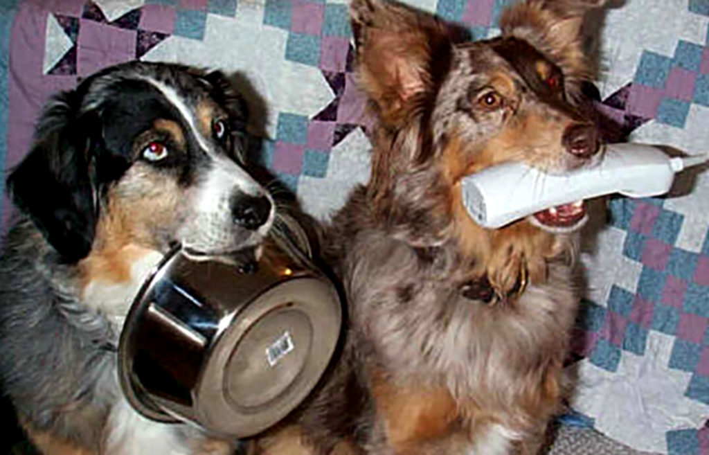 dog tricks fun class training classes behaviors practical teach variety